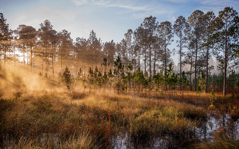 Ocala National Forest